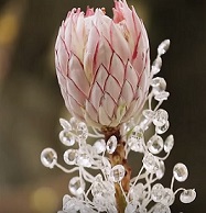 Свадебные цветы